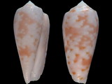 Conus timorensis