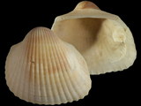 Variation212140
