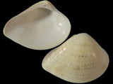 Eumarcia paupercula