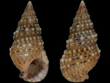 Cerithium crassilabrum