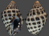 Morula granulata