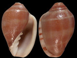 Marginella ornata