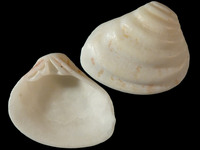 Variation112305