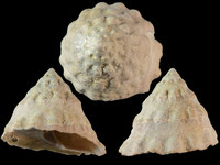 Astralium tentoriformis