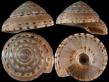 Variation212383