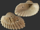 Variation212411