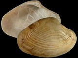 Paphia crassisulca