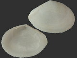 Tellina capsoides