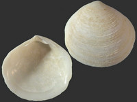 Semele crenulata