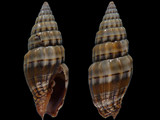 Vexillum semifasciatum