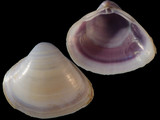 Mactra cygnus purpurea