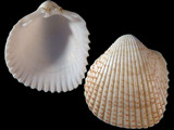 Variation212654