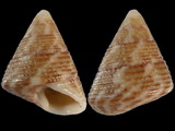 Calthalotia arruensis