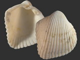 Variation312769