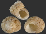 Herpetopoma scabriuscula