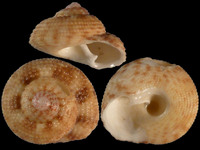 Variation112835