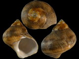 Turbo militaris