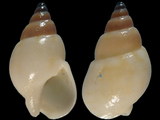 Variation312860