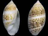 Variation31289