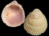 Variation3129