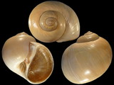 Variation213014