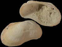 Barbatia setigera