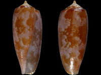 Variation113153