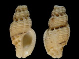 Phrygiomurex sculptilis