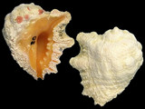 Variation21323