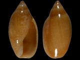 Variation213345