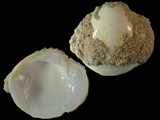 Samarangia quadrangularis