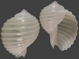 Variation313456
