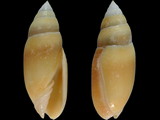 Variation313765