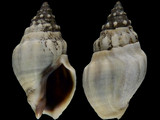 Variation213838