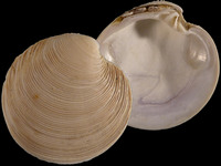 Dosinia anus
