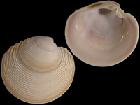 Variation314080