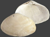 Mactrotoma fragilis