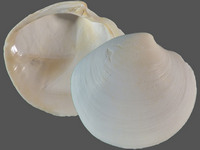 Dosinia caerulea
