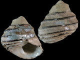 Variation214346