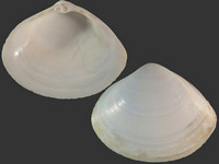 Mactra stultorum f. corallina