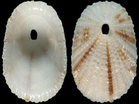Diodora crucifera