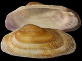 Variation314700