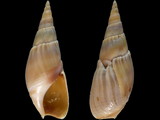 Bullia natalensis