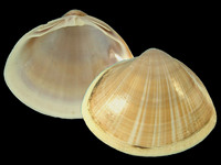 1473