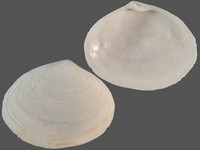 Variation314785