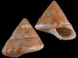 Variation214817