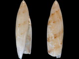 Variation214954