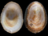 Variation315194