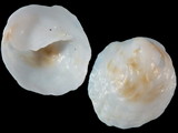 Crepipatella capensis