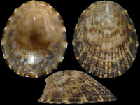 Variation215216